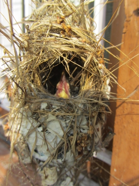 nest....