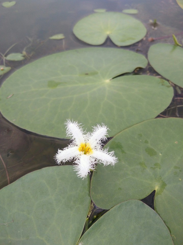 Water Flower