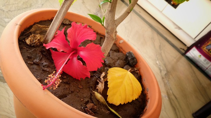 Hibiscus..