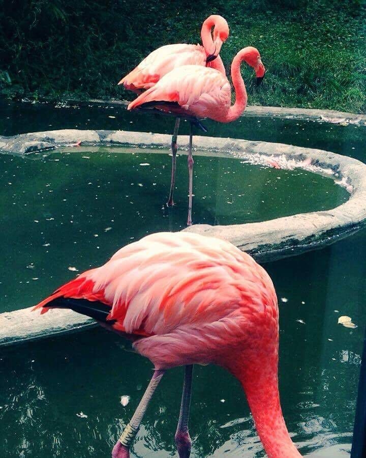 Flamingos