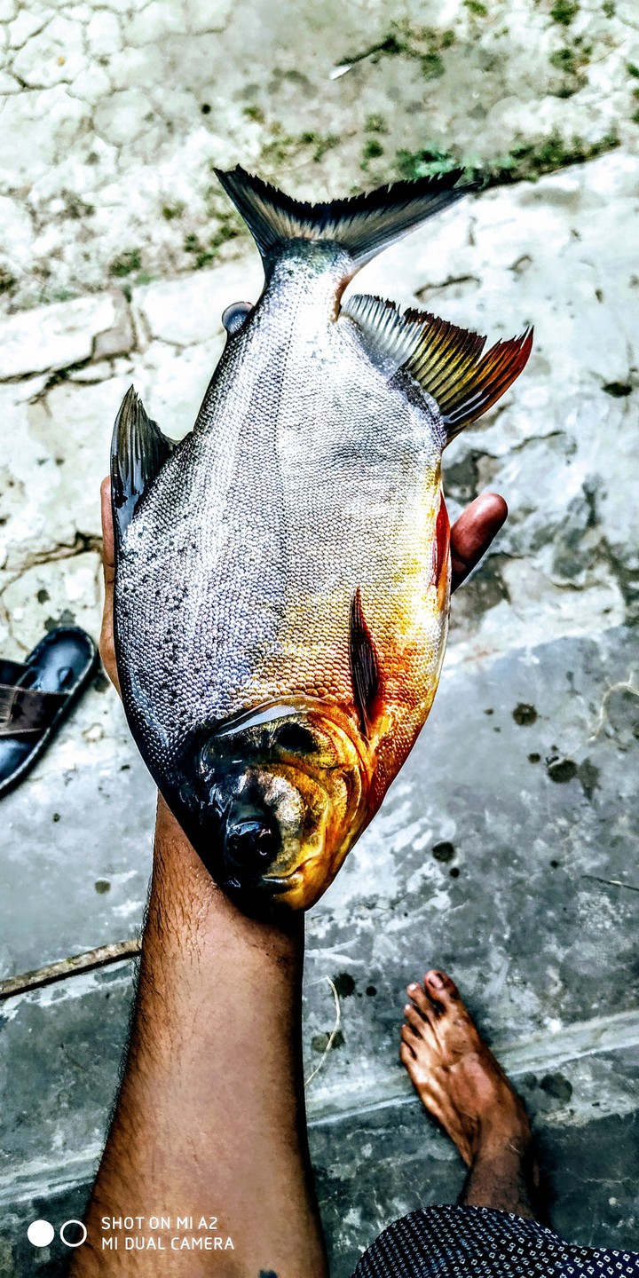 Piranha?
