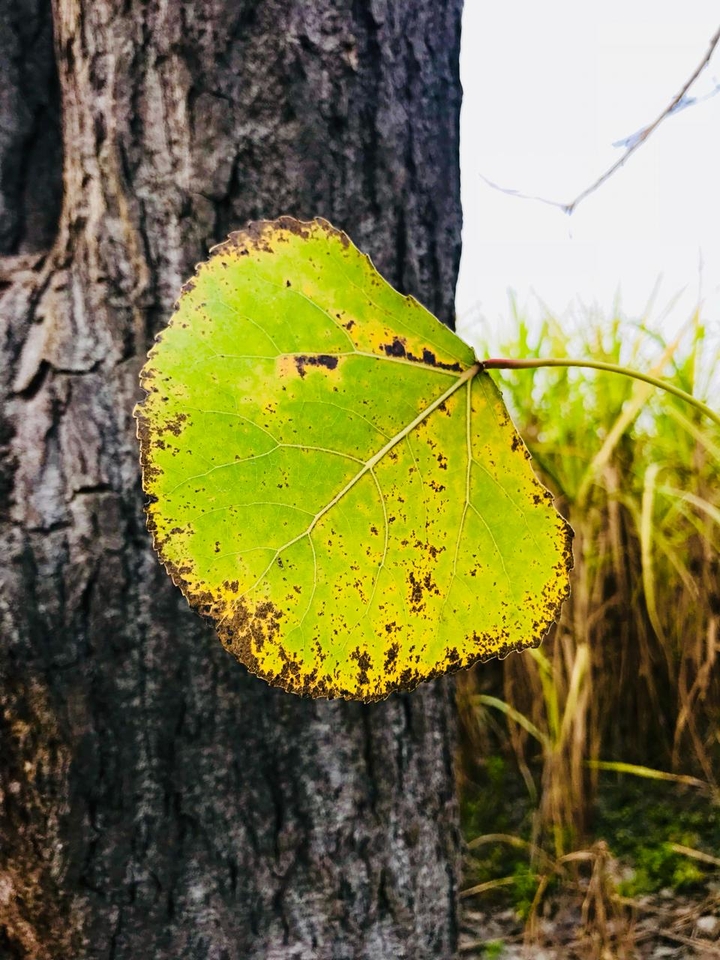 green leaf