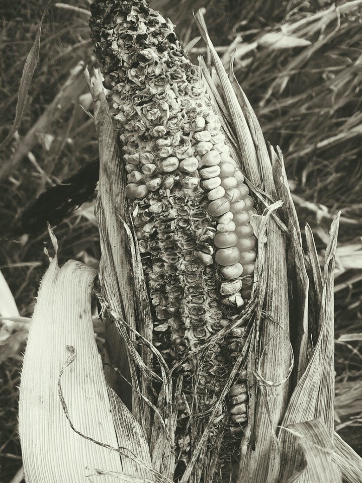 Very desirable corn..