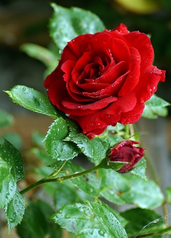 Red ❤️