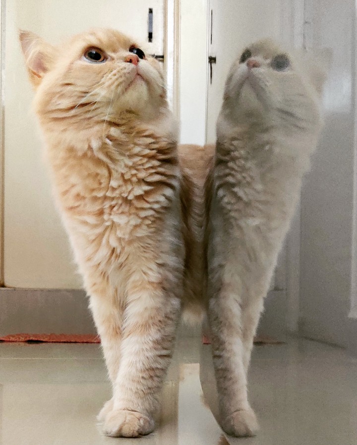 All nights are reserved for cats!