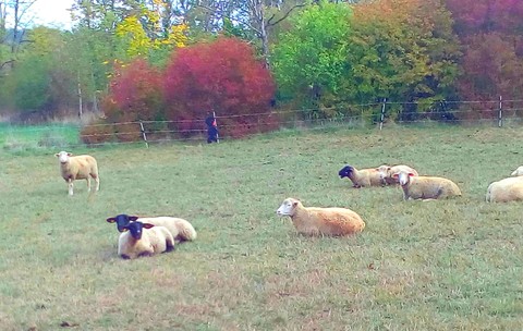fonds d'écran Field, pasture