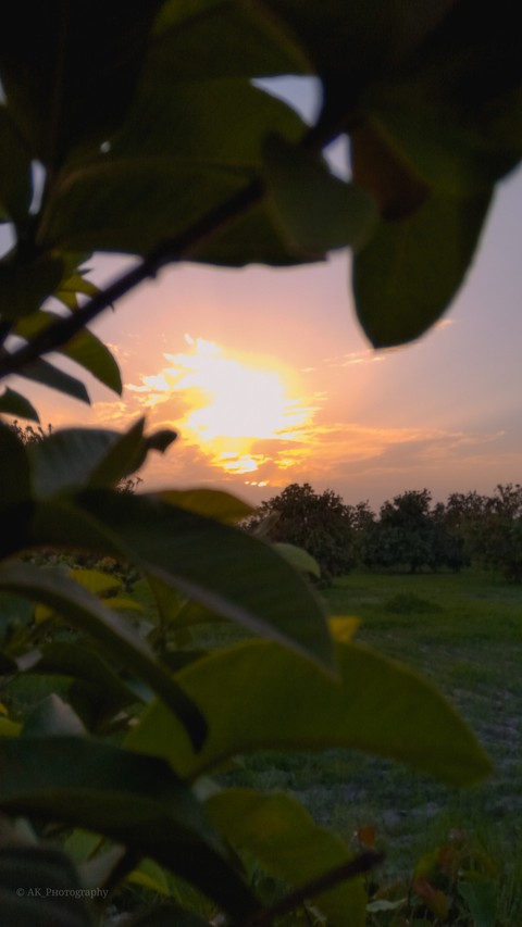 Nature