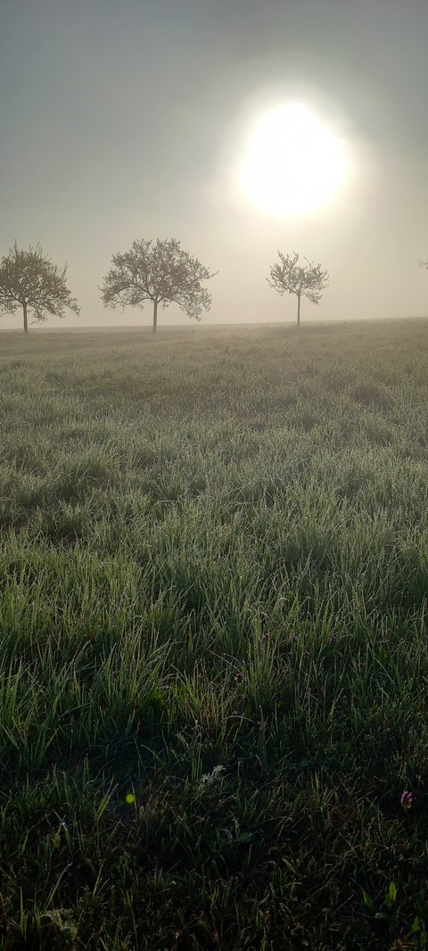 sfondi prairie, grasses