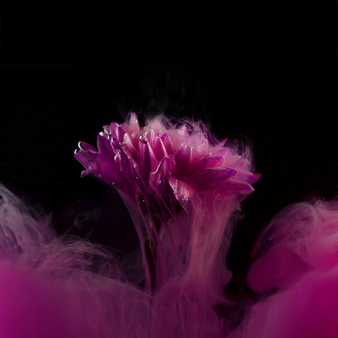 purple, magenta वॉलपेपर