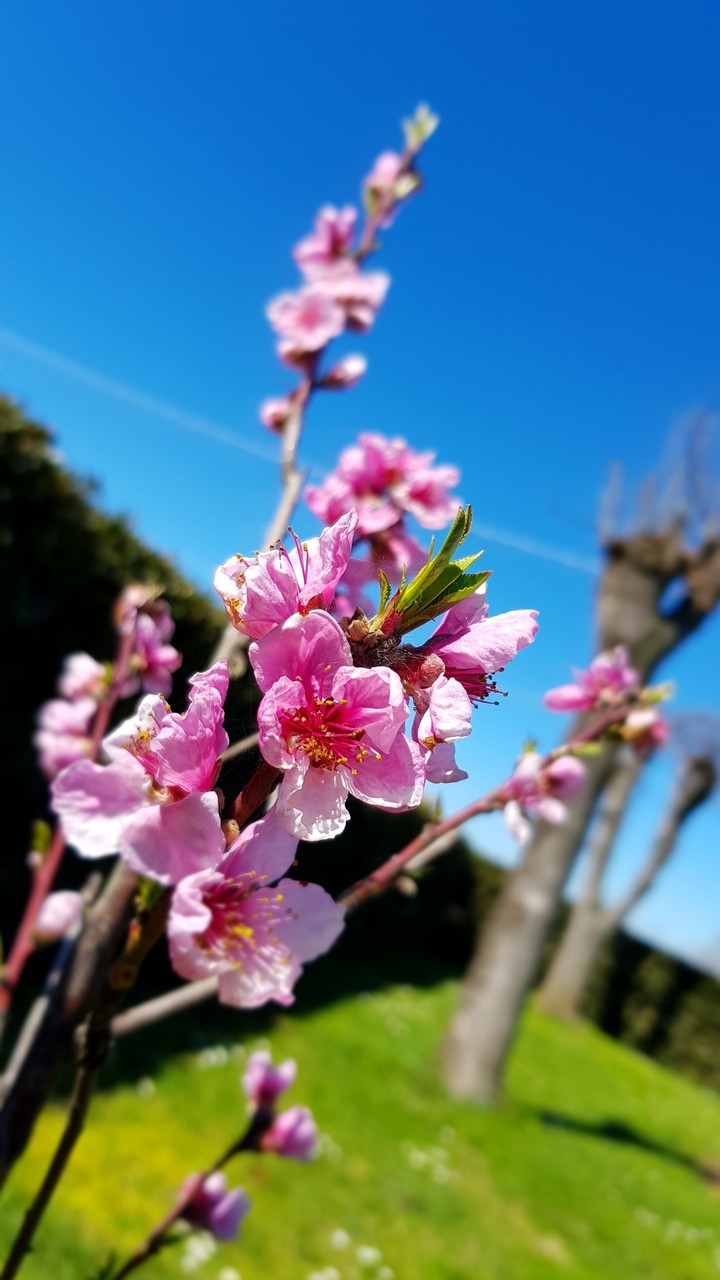spring in Italy