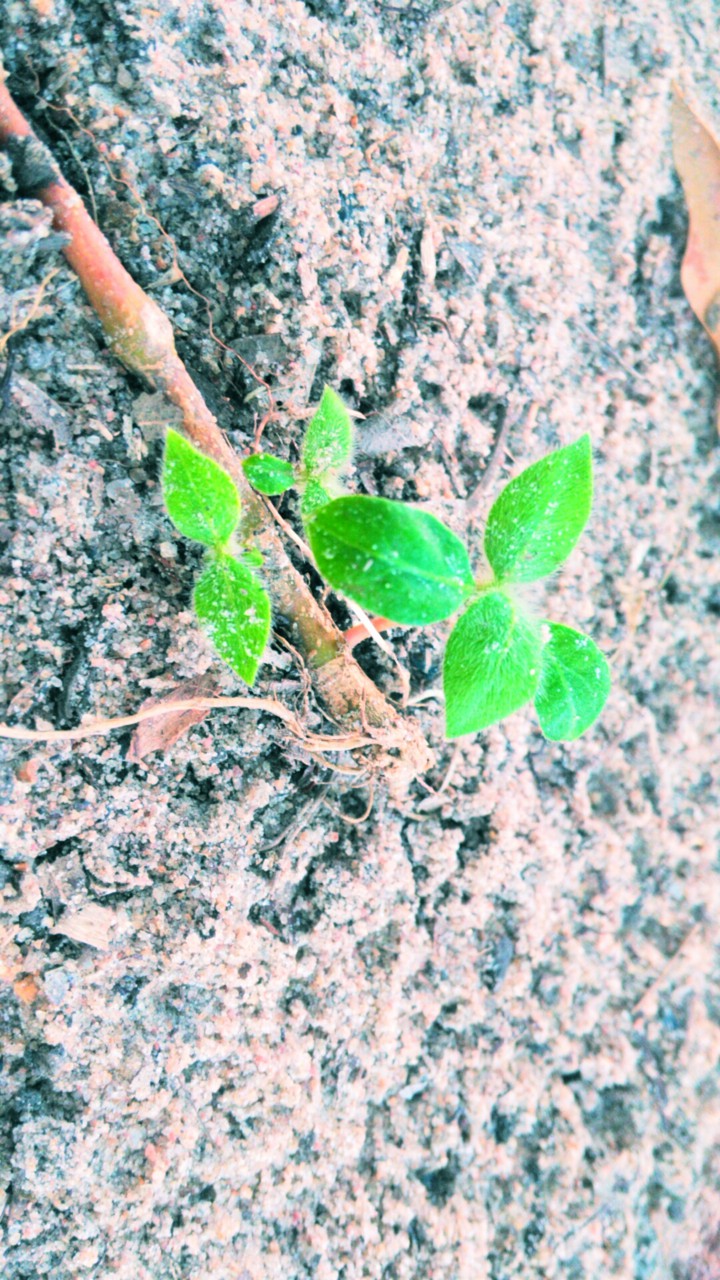 natureza