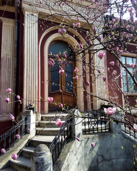 spring Magnolia