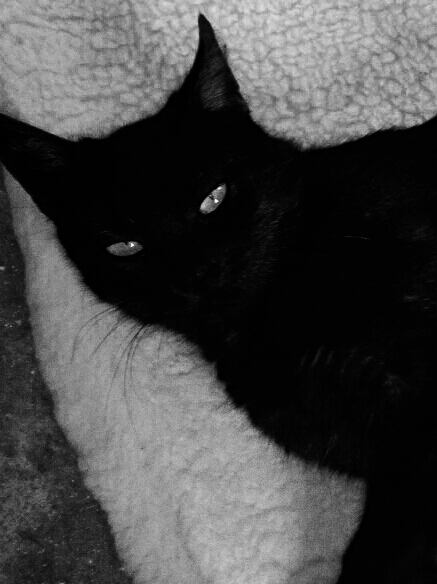 Schwarze Katze