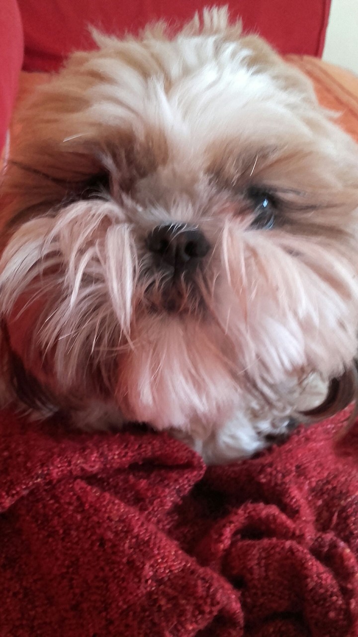 bébé chien