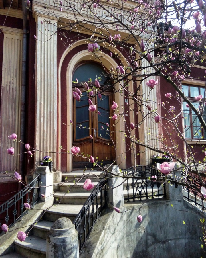 spring Magnolia