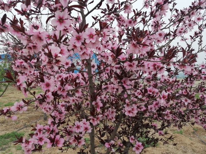 kurdish