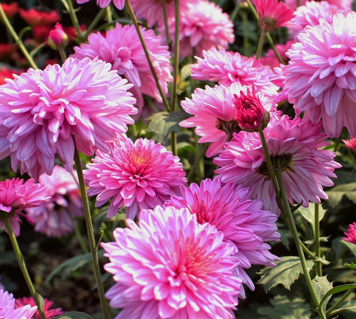 flowers