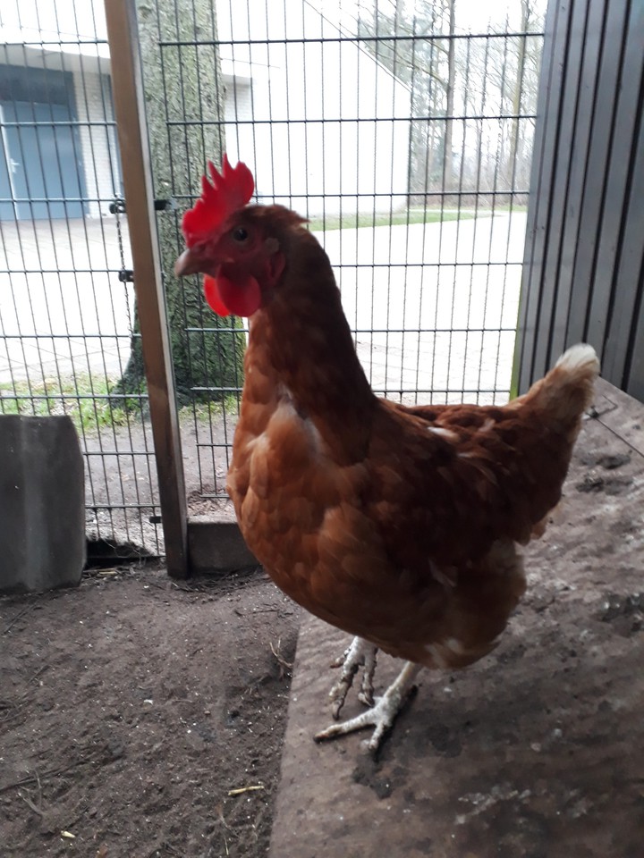 chicken