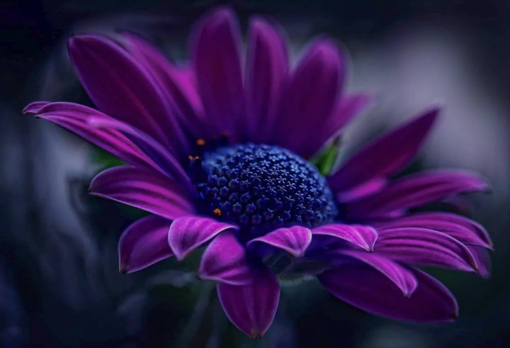 Gerbera daisy