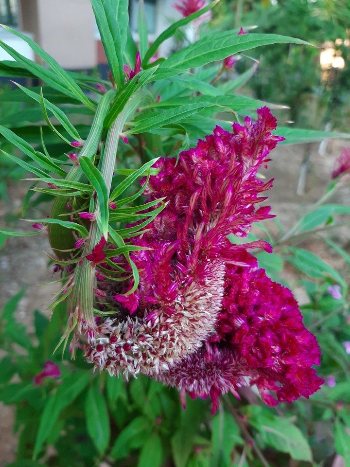 Rooster flowers
