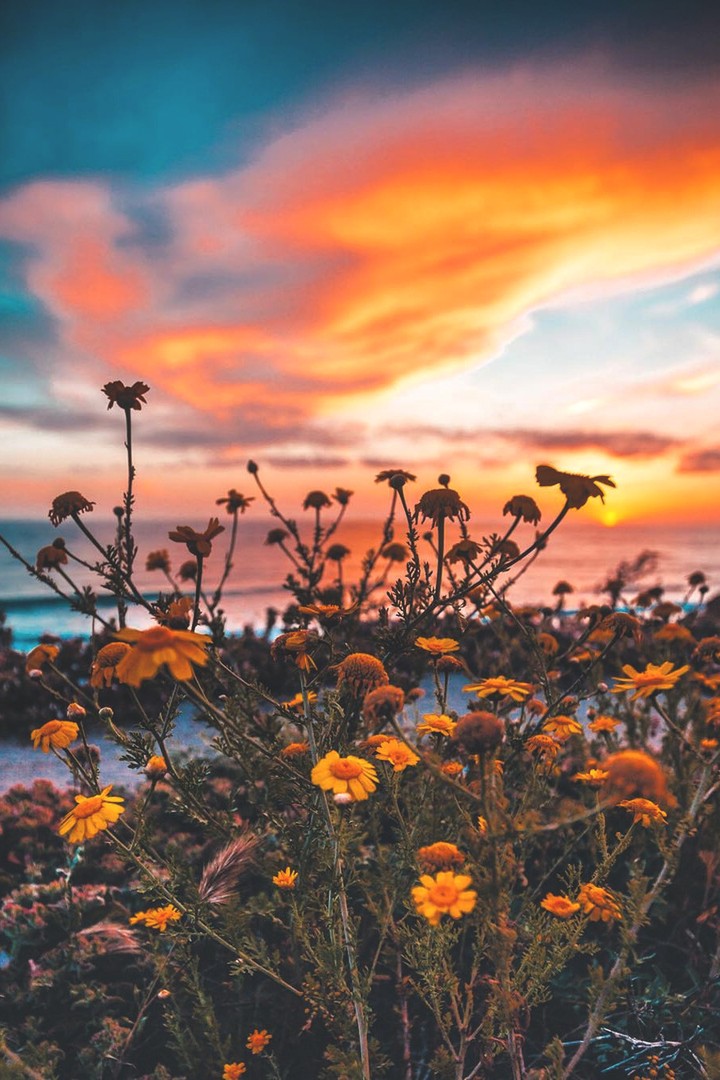 flowers.