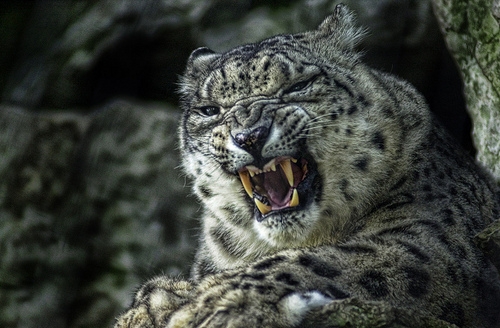 angry snow leopard