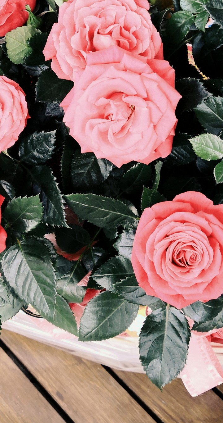 Roses