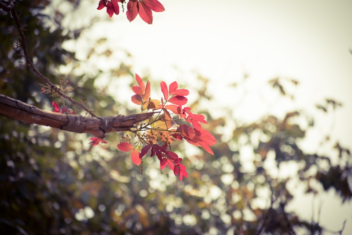 nature