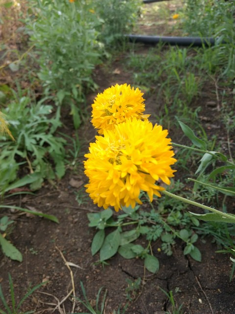 flowers