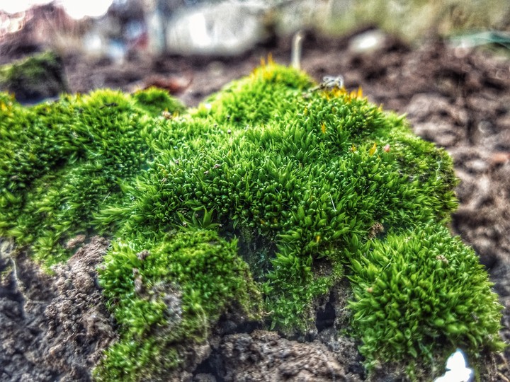 world of moss