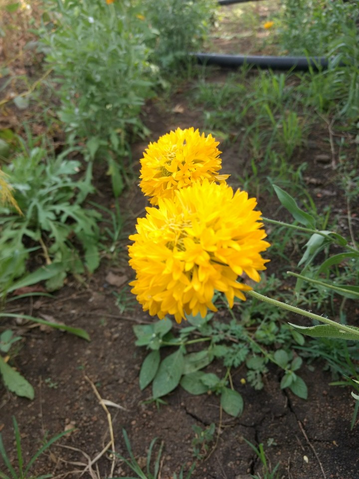 flowers
