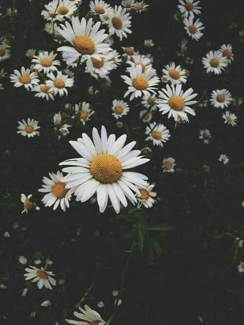 ღ✿◠‿◠✿ღ