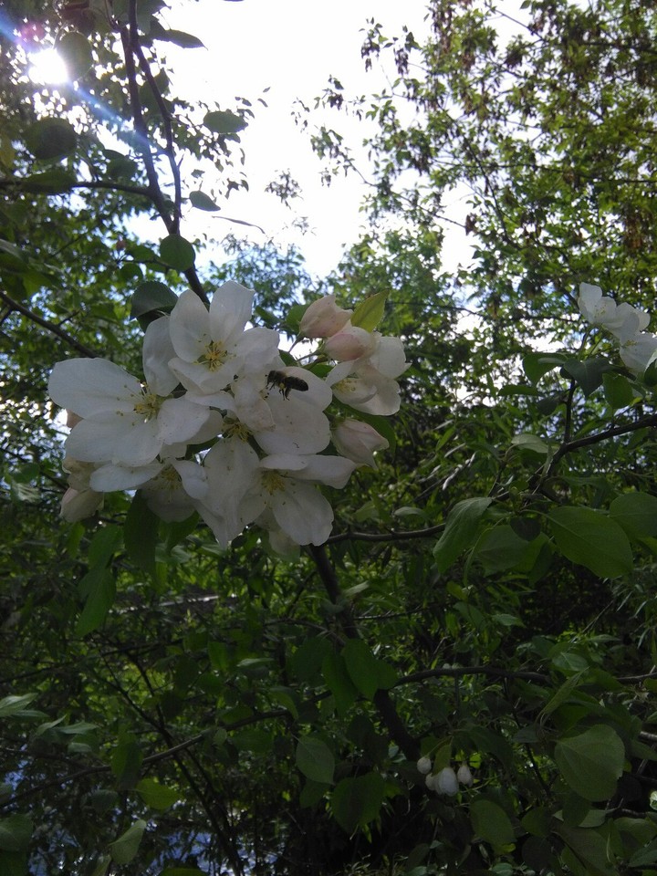 tree