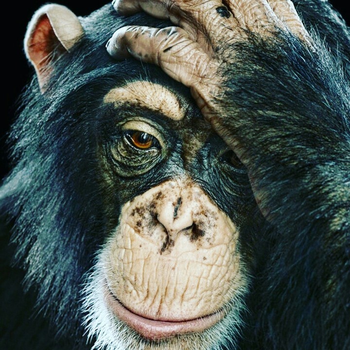 Chimp