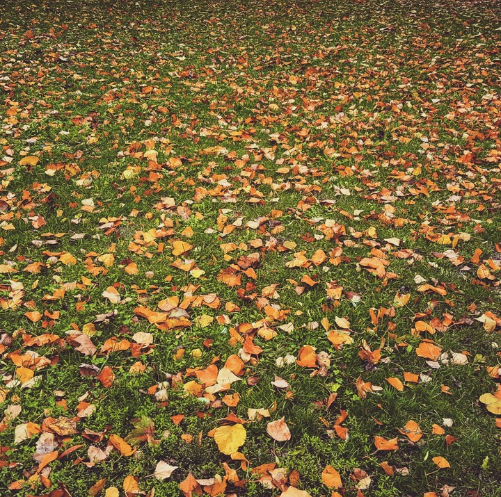 Autumn leaves