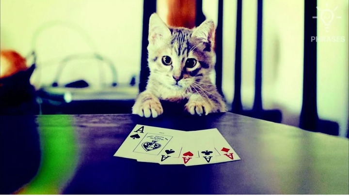 Котик играет в карты