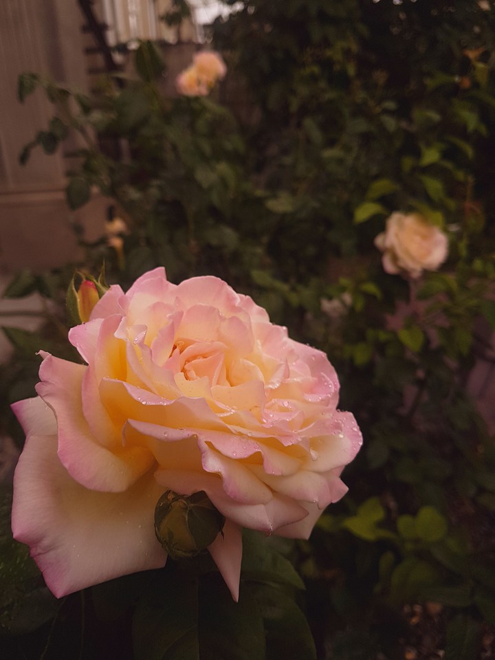 rose garden