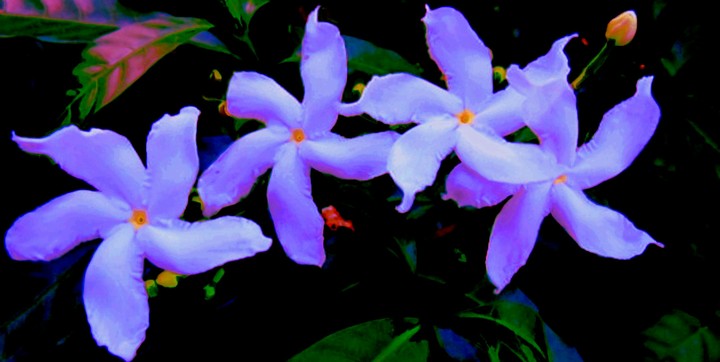 moon light flowers