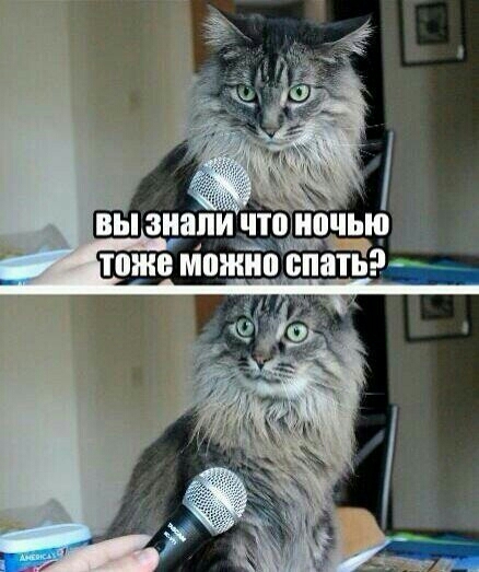 Кіт, який знає, що сказати