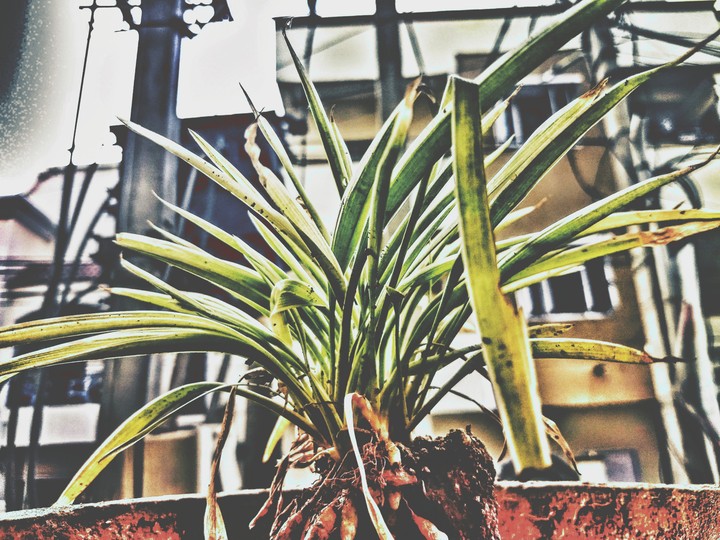 Grass