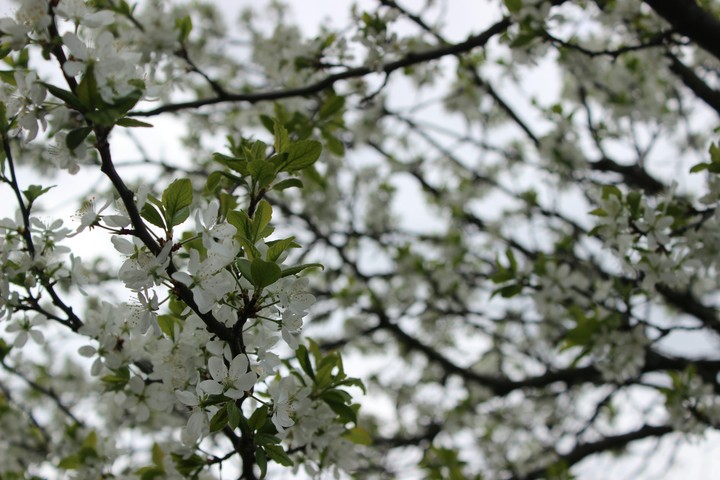 May