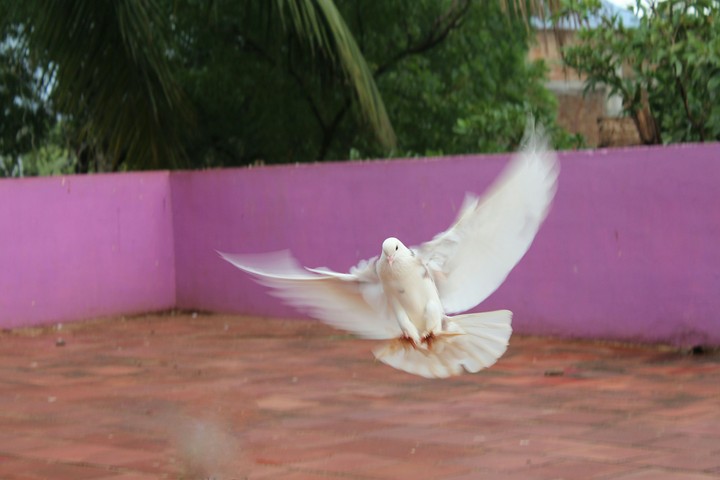 Pigeon