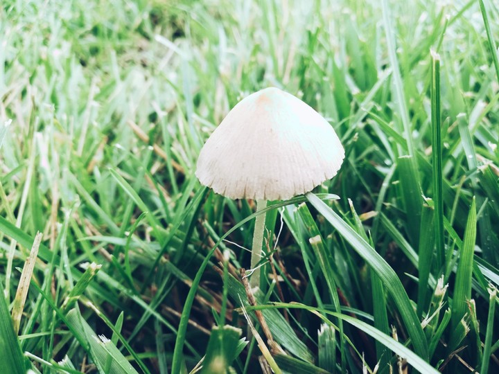 mushroom