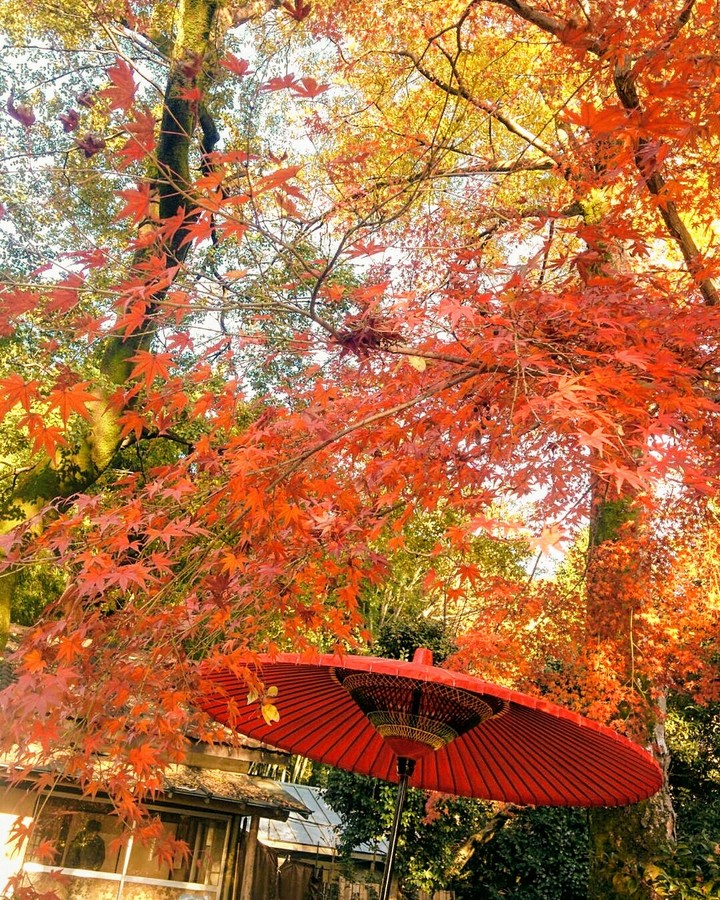 fall　japan