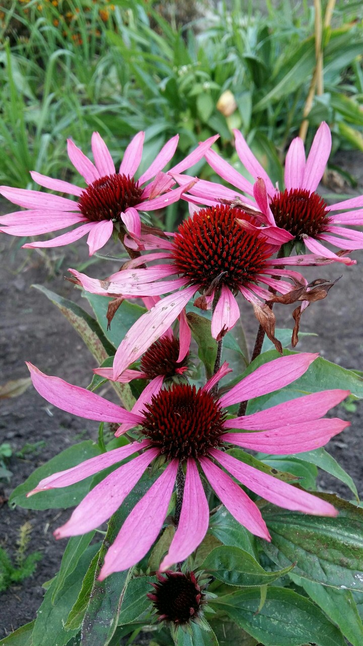 Pink flower