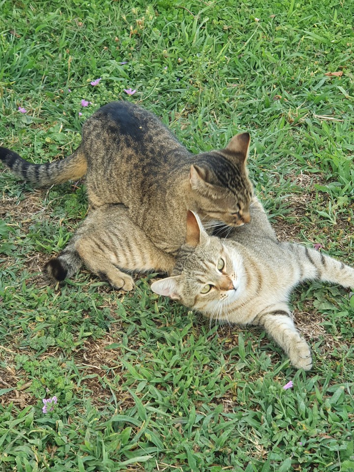cat