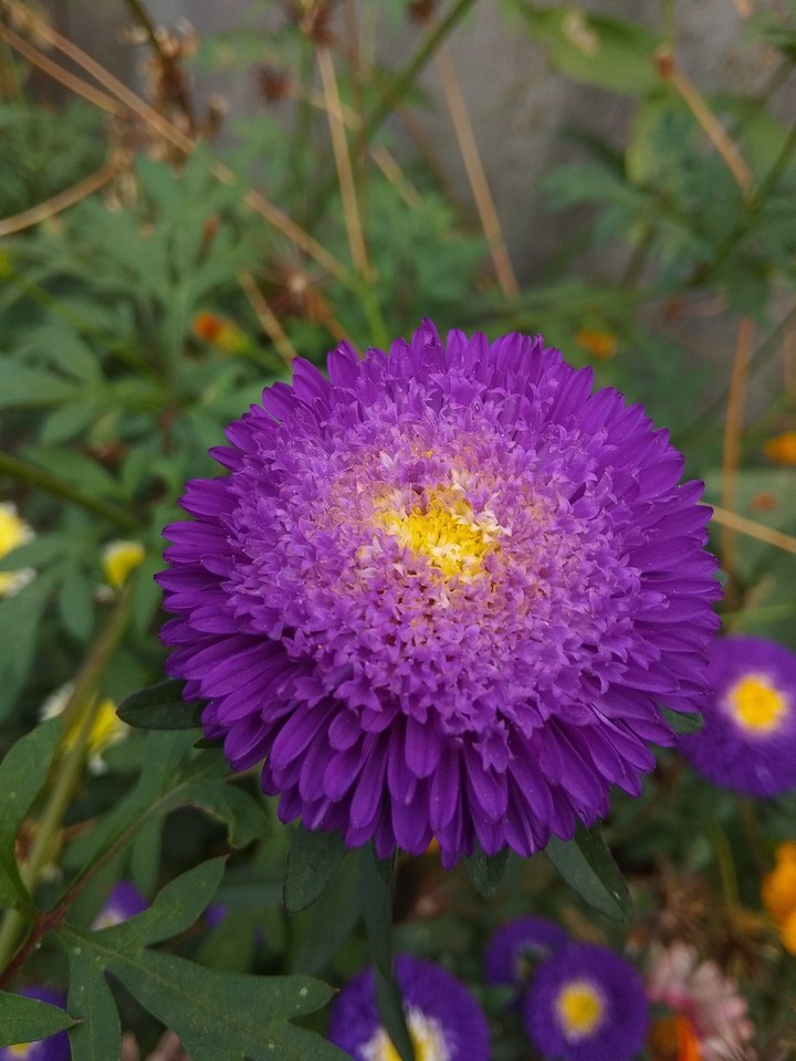 flover