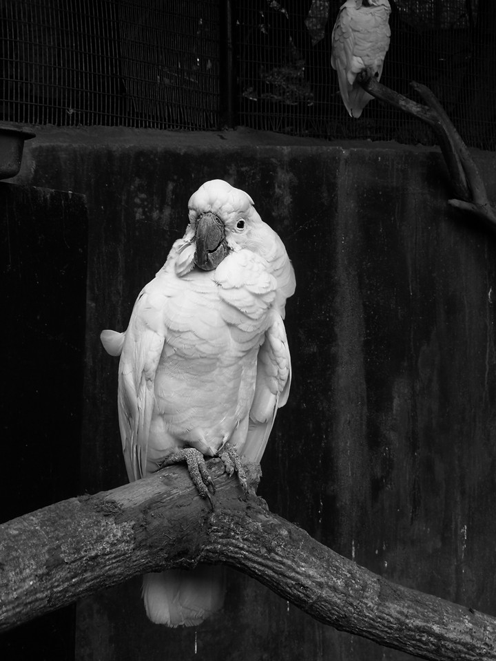 parrot