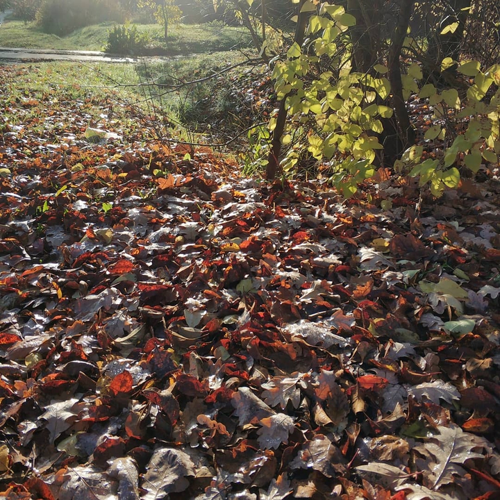 gold autumn