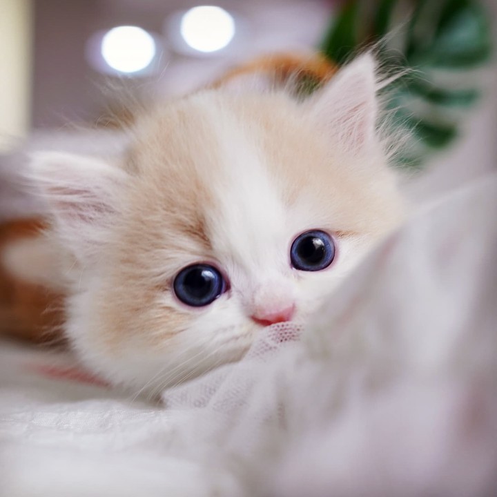 ♡❁◕‿~❁♡